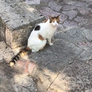 Meet your Posher, Dora